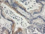 SNAP25 Antibody in Immunohistochemistry (Paraffin) (IHC (P))