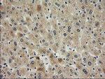 SNAP25 Antibody in Immunohistochemistry (Paraffin) (IHC (P))