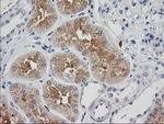 SNAP25 Antibody in Immunohistochemistry (Paraffin) (IHC (P))