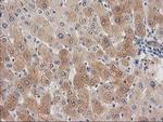 SNAP25 Antibody in Immunohistochemistry (Paraffin) (IHC (P))