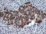 SNAP25 Antibody in Immunohistochemistry (Paraffin) (IHC (P))