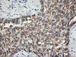 SNAP25 Antibody in Immunohistochemistry (Paraffin) (IHC (P))
