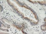 SNAP25 Antibody in Immunohistochemistry (Paraffin) (IHC (P))