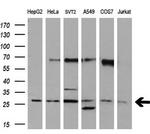 SNAP25 Antibody in Western Blot (WB)