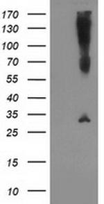 SNAP25 Antibody in Western Blot (WB)