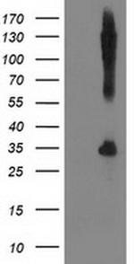 SNAP25 Antibody in Western Blot (WB)