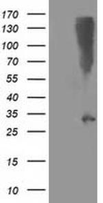 SNAP25 Antibody in Western Blot (WB)