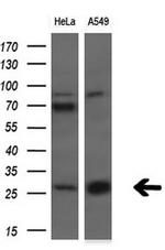 SNAP25 Antibody in Western Blot (WB)