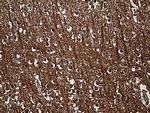 SNCA Antibody in Immunohistochemistry (Paraffin) (IHC (P))