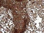 SNCA Antibody in Immunohistochemistry (Paraffin) (IHC (P))