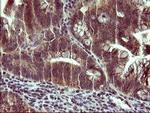 SNCA Antibody in Immunohistochemistry (Paraffin) (IHC (P))