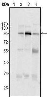 SND1 Monoclonal Antibody (2D7)