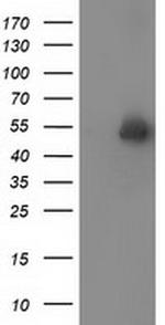 SNTA1 Antibody in Western Blot (WB)