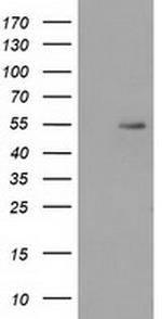 SNTA1 Antibody in Western Blot (WB)