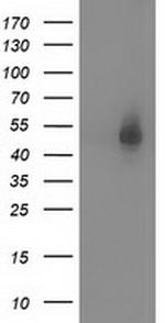 SNTA1 Antibody in Western Blot (WB)