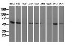 SNTA1 Antibody in Western Blot (WB)