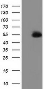 SNTA1 Antibody in Western Blot (WB)