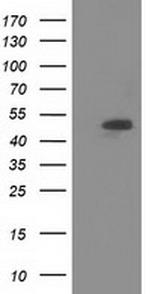 SNTA1 Antibody in Western Blot (WB)