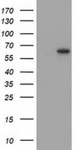 SNTG1 Antibody in Western Blot (WB)