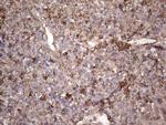 SNX12 Antibody in Immunohistochemistry (Paraffin) (IHC (P))