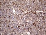 SNX12 Antibody in Immunohistochemistry (Paraffin) (IHC (P))