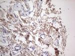 SNX12 Antibody in Immunohistochemistry (Paraffin) (IHC (P))