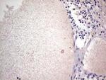 SNX12 Antibody in Immunohistochemistry (Paraffin) (IHC (P))