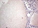 SNX12 Antibody in Immunohistochemistry (Paraffin) (IHC (P))