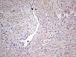 SNX12 Antibody in Immunohistochemistry (Paraffin) (IHC (P))
