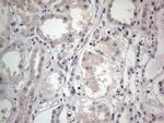 SNX12 Antibody in Immunohistochemistry (Paraffin) (IHC (P))