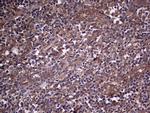 SNX12 Antibody in Immunohistochemistry (Paraffin) (IHC (P))
