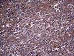 SNX12 Antibody in Immunohistochemistry (Paraffin) (IHC (P))
