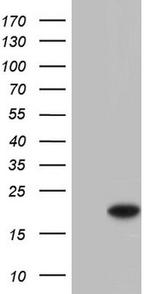 SNX12 Antibody in Western Blot (WB)