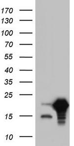 SNX12 Antibody in Western Blot (WB)