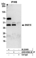 SNX15 Polyclonal Antibody