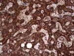 SNX16 Antibody in Immunohistochemistry (Paraffin) (IHC (P))