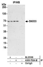 SNX33 Polyclonal Antibody