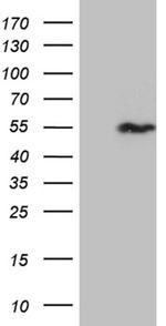 SNX4 Antibody in Western Blot (WB)