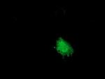 SNX8 Antibody in Immunocytochemistry (ICC/IF)
