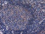 SNX8 Antibody in Immunohistochemistry (Paraffin) (IHC (P))