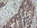 SNX8 Antibody in Immunohistochemistry (Paraffin) (IHC (P))