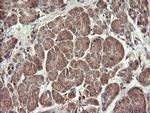 SNX8 Antibody in Immunohistochemistry (Paraffin) (IHC (P))