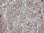 SNX8 Antibody in Immunohistochemistry (Paraffin) (IHC (P))