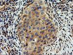 SNX8 Antibody in Immunohistochemistry (Paraffin) (IHC (P))
