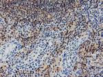 SNX8 Antibody in Immunohistochemistry (Paraffin) (IHC (P))
