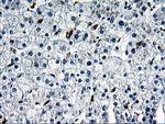 SNX8 Antibody in Immunohistochemistry (Paraffin) (IHC (P))