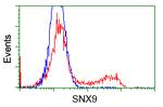 SNX9 Antibody in Flow Cytometry (Flow)