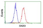 SNX9 Antibody in Flow Cytometry (Flow)