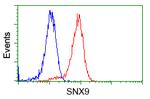 SNX9 Antibody in Flow Cytometry (Flow)