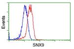 SNX9 Antibody in Flow Cytometry (Flow)